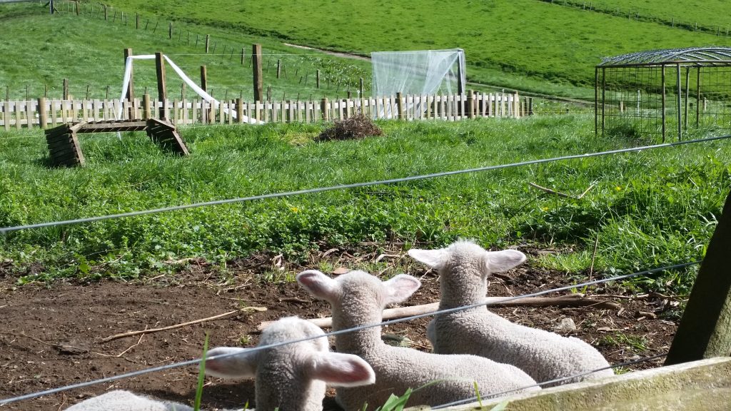 Fenced paddock with stock on a Rotorua farm