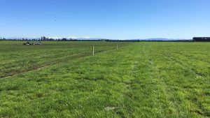 Electric fence outrigger fitted to a post and batten fence, Rotorua